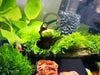Rainy Goldfish Small Figure Keychain 6 Pieces Set (In-stock)