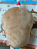 Parade Chiikawa and Friends Chiikawa Gingerbread Cookie Medium Plush (In-stock)