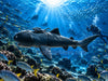 The SHARK 2 Small Figure 4 Pieces Set (In-stock)