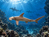 The SHARK 2 Small Figure 4 Pieces Set (In-stock)