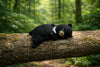Baby Kuma Bear Sleeping Small Figure 5 Pieces Set (In-stock)