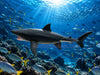 The SHARK 2 Small Figure 4 Pieces Set (In-stock)
