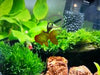 Rainy Goldfish Small Figure Keychain 6 Pieces Set (In-stock)