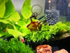 Rainy Goldfish Small Figure Keychain 6 Pieces Set (In-stock)