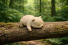 Baby Kuma Bear Sleeping Small Figure 5 Pieces Set (In-stock)