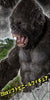 Monster Verses KONG SKULL ISLAND Limited (Pre-order)