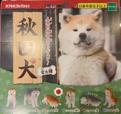 Popular Akita Inu Life Figure 6 Pieces Set (In-stock)